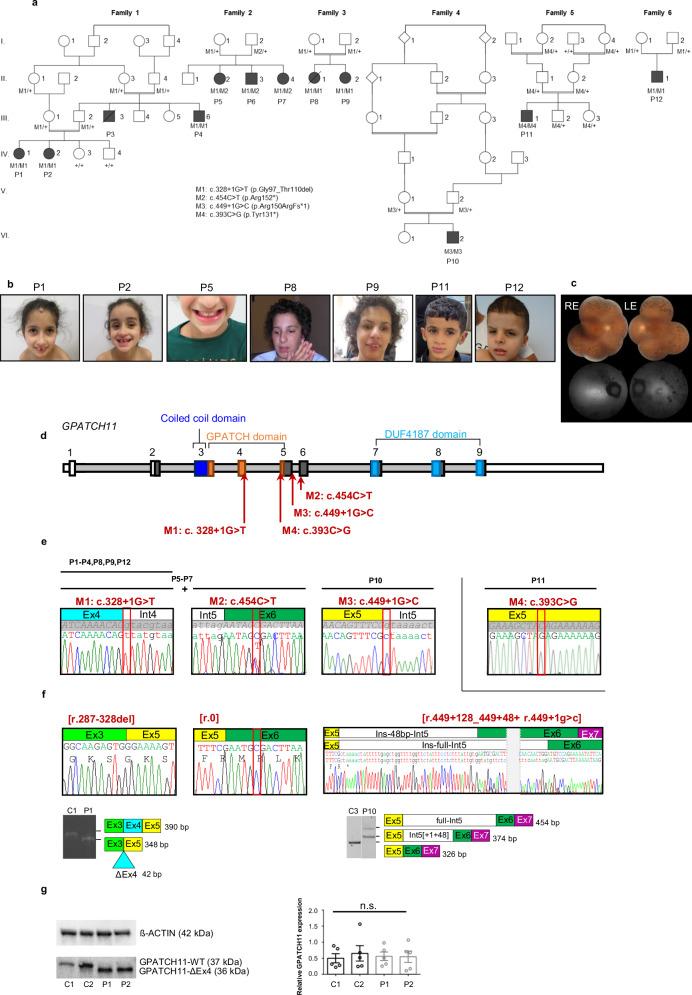 https://cdn.ncbi.nlm.nih.gov/pmc/blobs/09a5/11582697/79052462ca9d/41467_2024_54549_Fig1_HTML.jpg