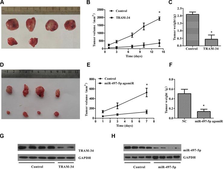 https://cdn.ncbi.nlm.nih.gov/pmc/blobs/09ab/5295420/bde99e038e38/oncotarget-07-58148-g007.jpg