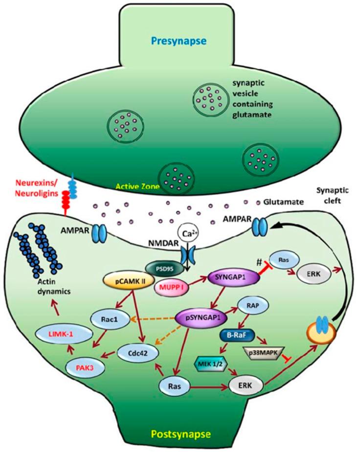 https://cdn.ncbi.nlm.nih.gov/pmc/blobs/09ac/12026819/68c4dc86b55f/genes-16-00405-g001.jpg