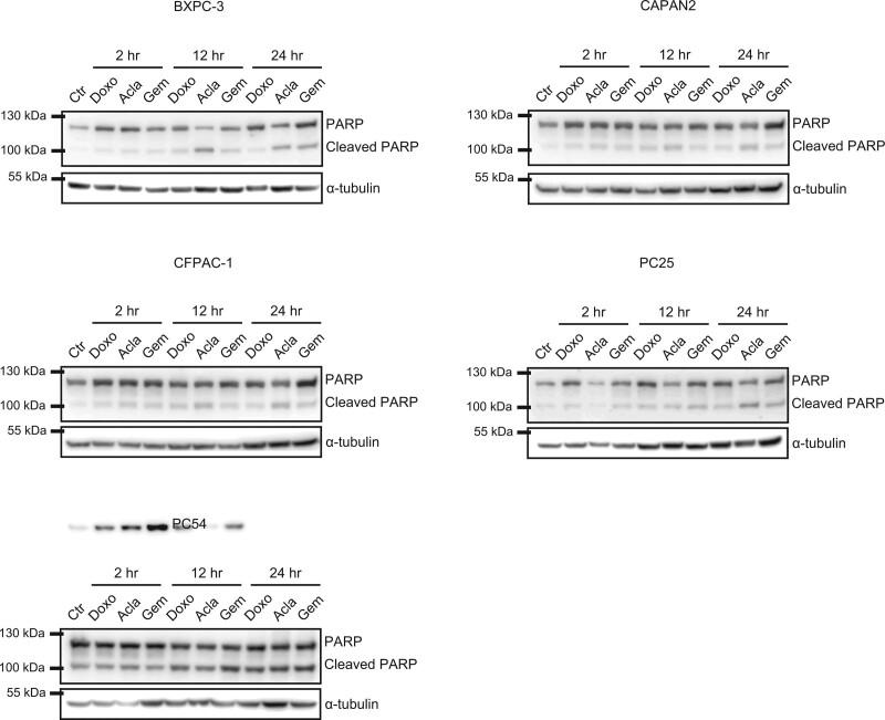https://cdn.ncbi.nlm.nih.gov/pmc/blobs/09ac/9281511/66a8e1e56da7/acd-33-614-g004.jpg