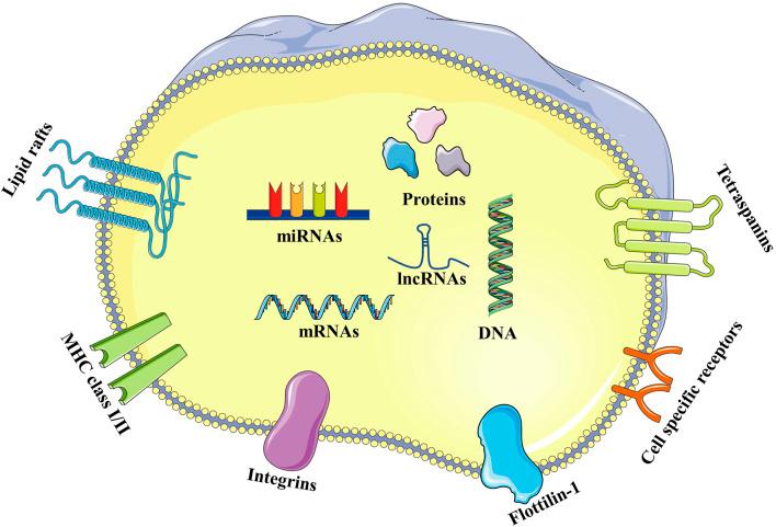 https://cdn.ncbi.nlm.nih.gov/pmc/blobs/09af/8924513/894b1dec2756/fphar-13-731756-g002.jpg