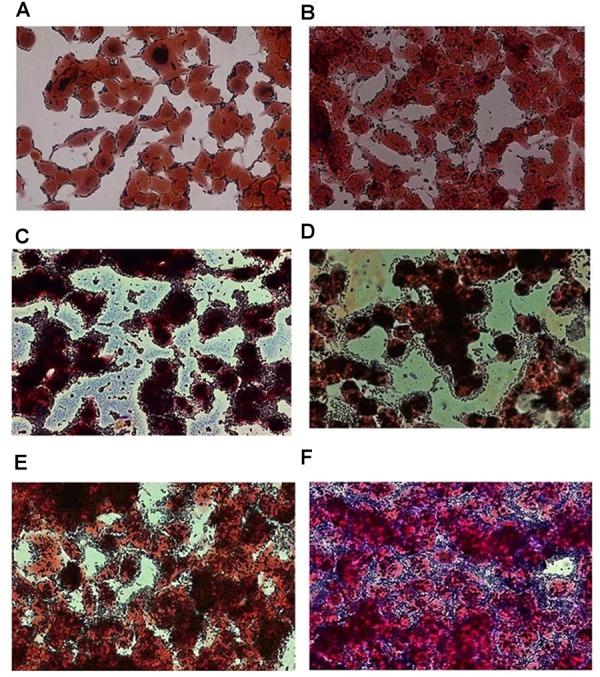 https://cdn.ncbi.nlm.nih.gov/pmc/blobs/09b1/6186789/47882e522b56/fmicb-09-02392-g003.jpg