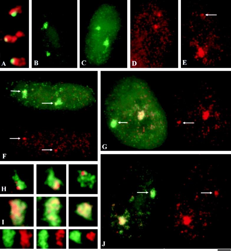 https://cdn.ncbi.nlm.nih.gov/pmc/blobs/09b2/2175183/6554a7d320f3/JCB9912072.f2.jpg