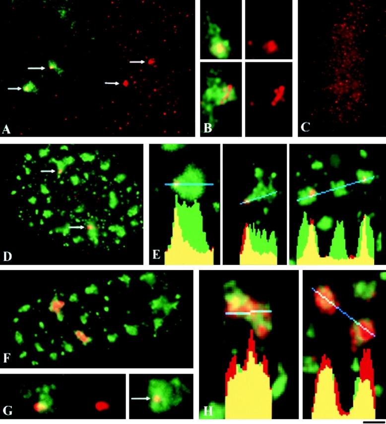 https://cdn.ncbi.nlm.nih.gov/pmc/blobs/09b2/2175183/c64a9244cb4a/JCB9912072.f5.jpg
