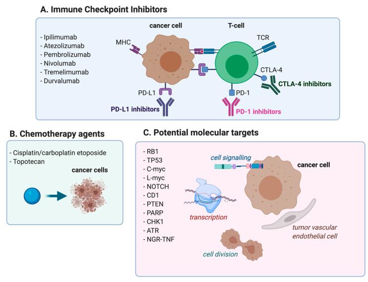 https://cdn.ncbi.nlm.nih.gov/pmc/blobs/09b2/7957518/094169ecad1a/cancers-13-00998-g001.jpg