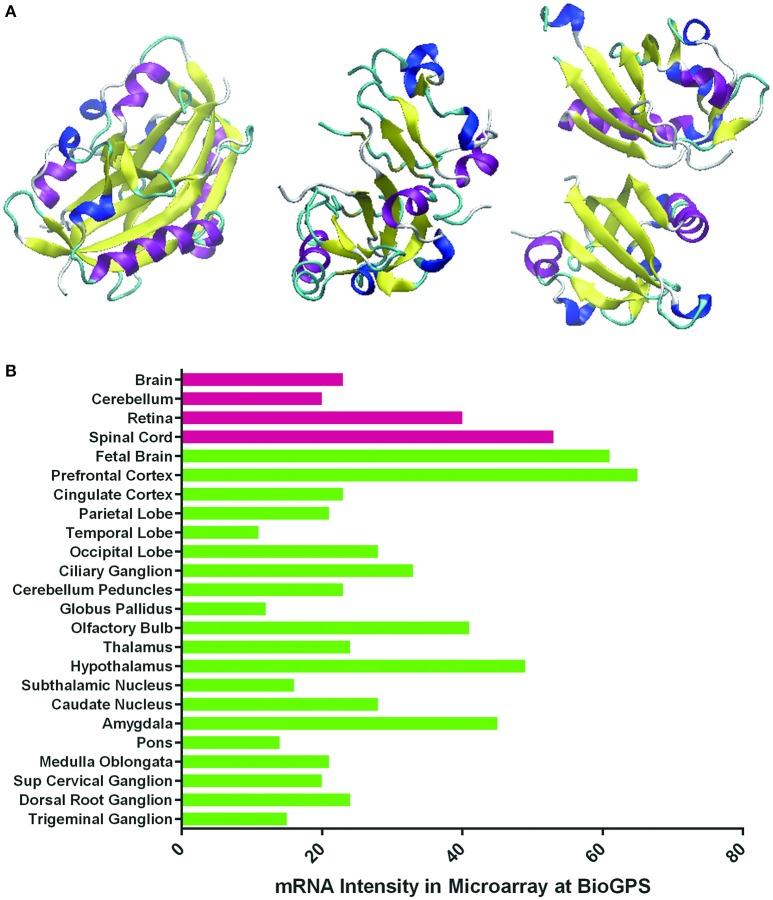 https://cdn.ncbi.nlm.nih.gov/pmc/blobs/09b5/5326762/a87b5e55cc81/fncel-11-00020-g0001.jpg