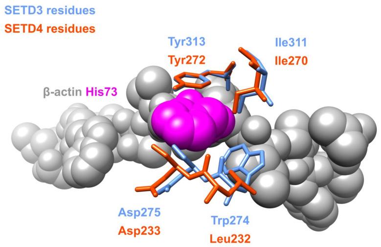 https://cdn.ncbi.nlm.nih.gov/pmc/blobs/09b6/8537074/667e6cd7b8b1/life-11-01040-g004.jpg