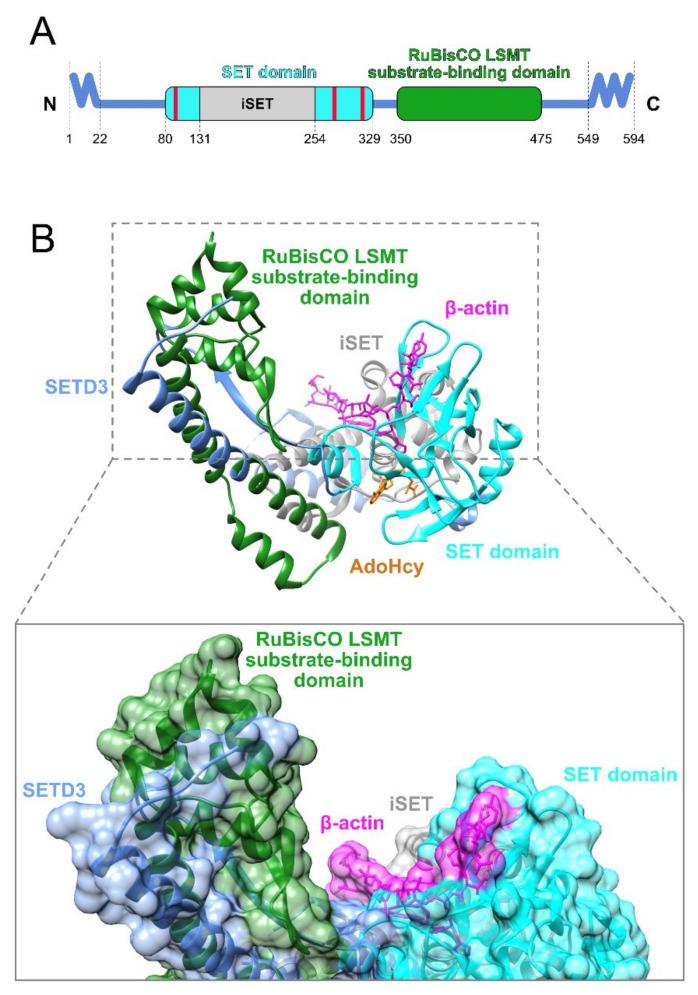 https://cdn.ncbi.nlm.nih.gov/pmc/blobs/09b6/8537074/865a1ed1790c/life-11-01040-g002.jpg