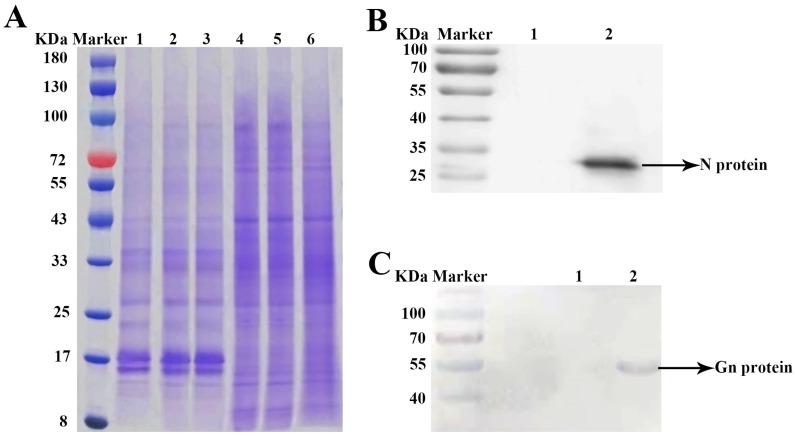 https://cdn.ncbi.nlm.nih.gov/pmc/blobs/09b8/11507450/8bfdf0a526cb/ijms-25-10907-g003.jpg