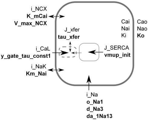 https://cdn.ncbi.nlm.nih.gov/pmc/blobs/09b8/3246639/9abf6c3ea7b4/fphys-02-00106-g001.jpg