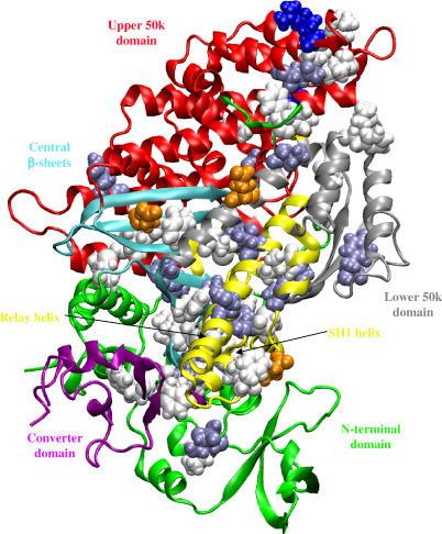 https://cdn.ncbi.nlm.nih.gov/pmc/blobs/09b9/1808016/d78e75995c49/pcbi.0030023.g011.jpg