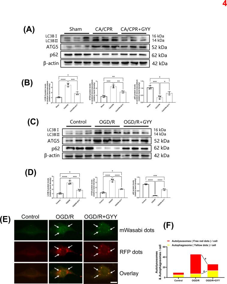 https://cdn.ncbi.nlm.nih.gov/pmc/blobs/09ba/11704213/cf3691861197/41598_2024_84948_Fig4_HTML.jpg