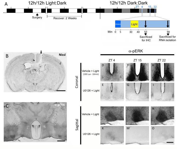 https://cdn.ncbi.nlm.nih.gov/pmc/blobs/09bb/8244859/a28919101cdf/pone.0249430.g002.jpg