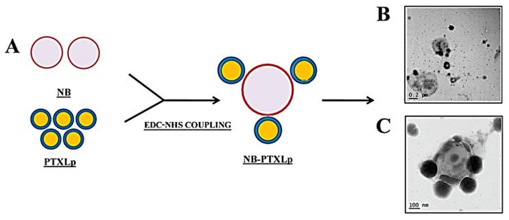 https://cdn.ncbi.nlm.nih.gov/pmc/blobs/09bd/7362228/2a12a3814edb/polymers-12-01397-g002.jpg