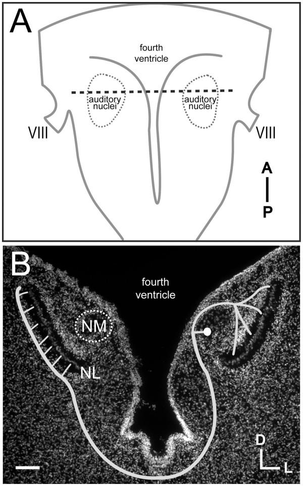 https://cdn.ncbi.nlm.nih.gov/pmc/blobs/09c0/3515360/22a4b57bc12a/1749-8104-7-29-1.jpg