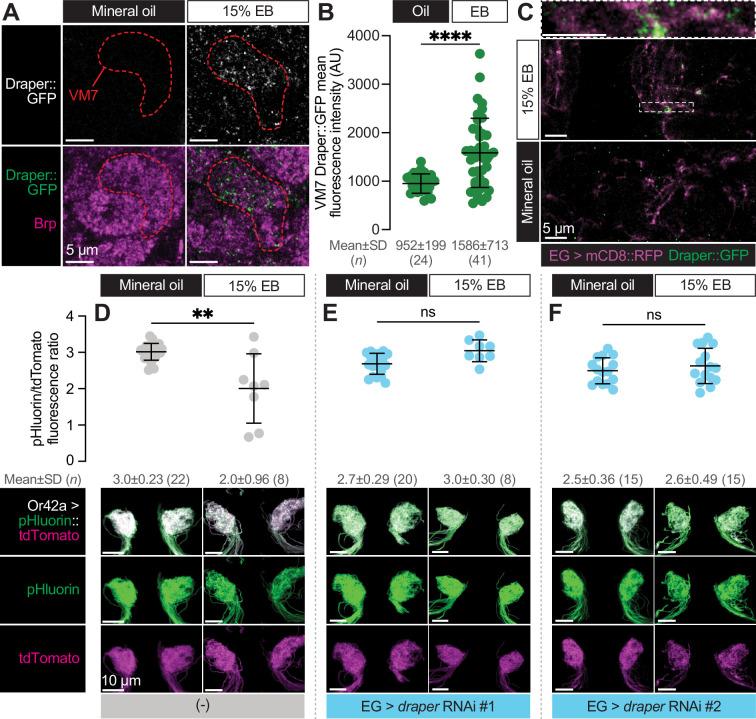 https://cdn.ncbi.nlm.nih.gov/pmc/blobs/09c5/11781797/25c4ee29b71b/elife-100989-fig7.jpg