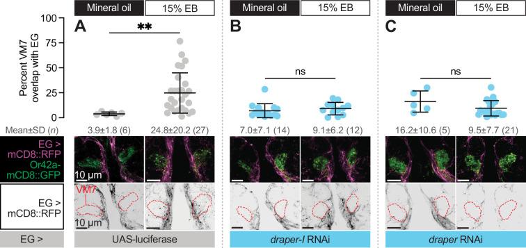 https://cdn.ncbi.nlm.nih.gov/pmc/blobs/09c5/11781797/31ca4a570b8d/elife-100989-fig6.jpg