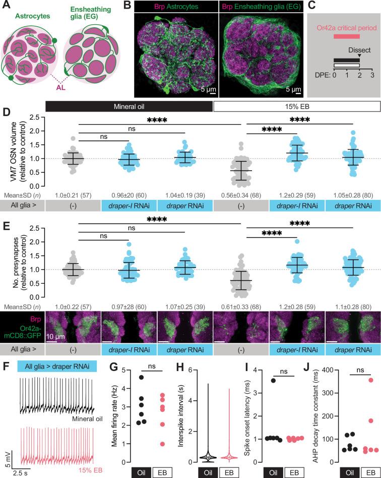 https://cdn.ncbi.nlm.nih.gov/pmc/blobs/09c5/11781797/84fefa58e308/elife-100989-fig4.jpg
