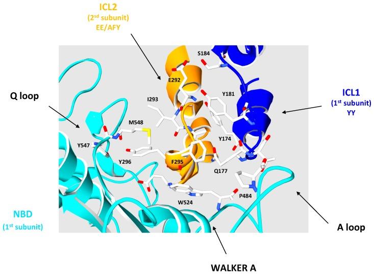 https://cdn.ncbi.nlm.nih.gov/pmc/blobs/09c5/5536080/d599ca261ee7/ijms-18-01593-g004.jpg