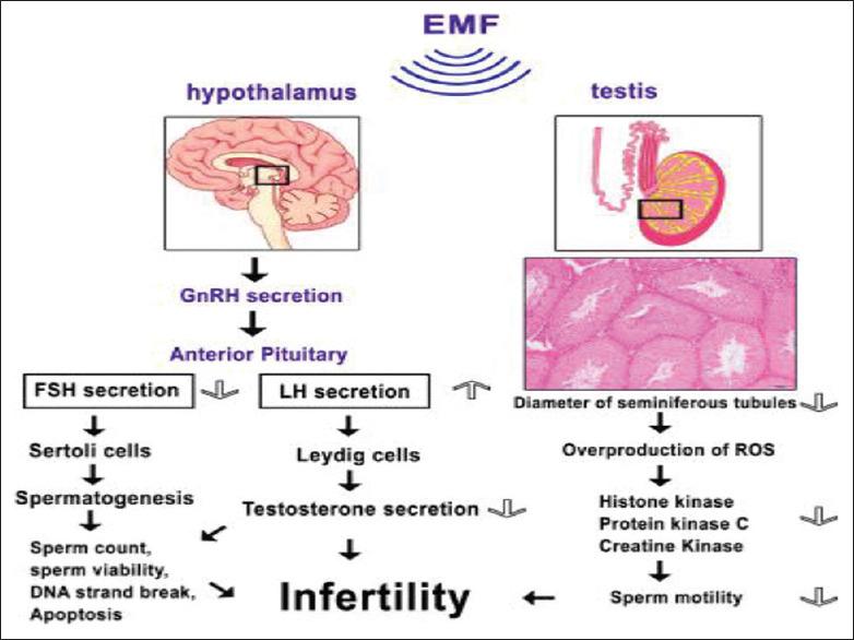 https://cdn.ncbi.nlm.nih.gov/pmc/blobs/09ca/7727890/8ac4be9fa431/JHRS-13-174-g007.jpg