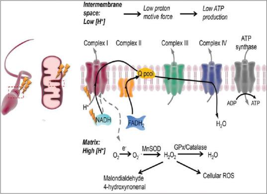 https://cdn.ncbi.nlm.nih.gov/pmc/blobs/09ca/7727890/d4e346cf81cd/JHRS-13-174-g005.jpg
