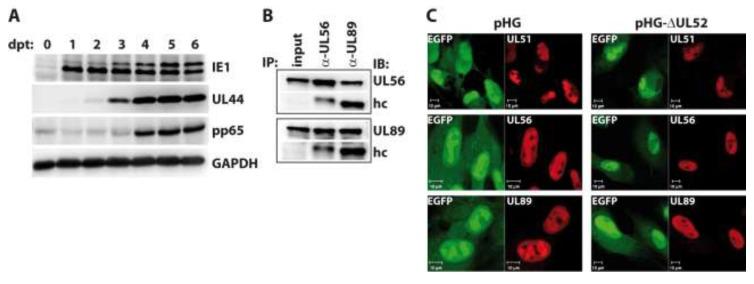https://cdn.ncbi.nlm.nih.gov/pmc/blobs/09cd/3917448/7933c30b7729/viruses-06-00354-g004.jpg