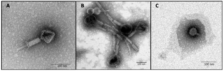 https://cdn.ncbi.nlm.nih.gov/pmc/blobs/09d0/5707522/b83069af0113/viruses-09-00315-g001.jpg