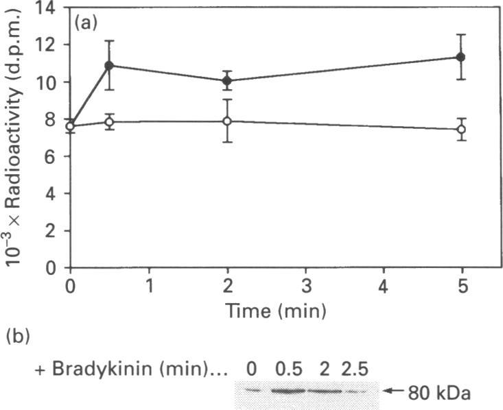 https://cdn.ncbi.nlm.nih.gov/pmc/blobs/09d1/1136949/4134bdfac622/biochemj00062-0121-b.jpg