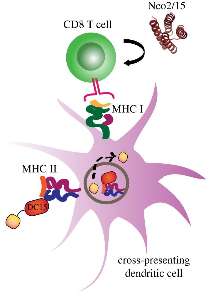 https://cdn.ncbi.nlm.nih.gov/pmc/blobs/09d9/7058936/5330c2e8e8a9/rsob-10-190235-g6.jpg