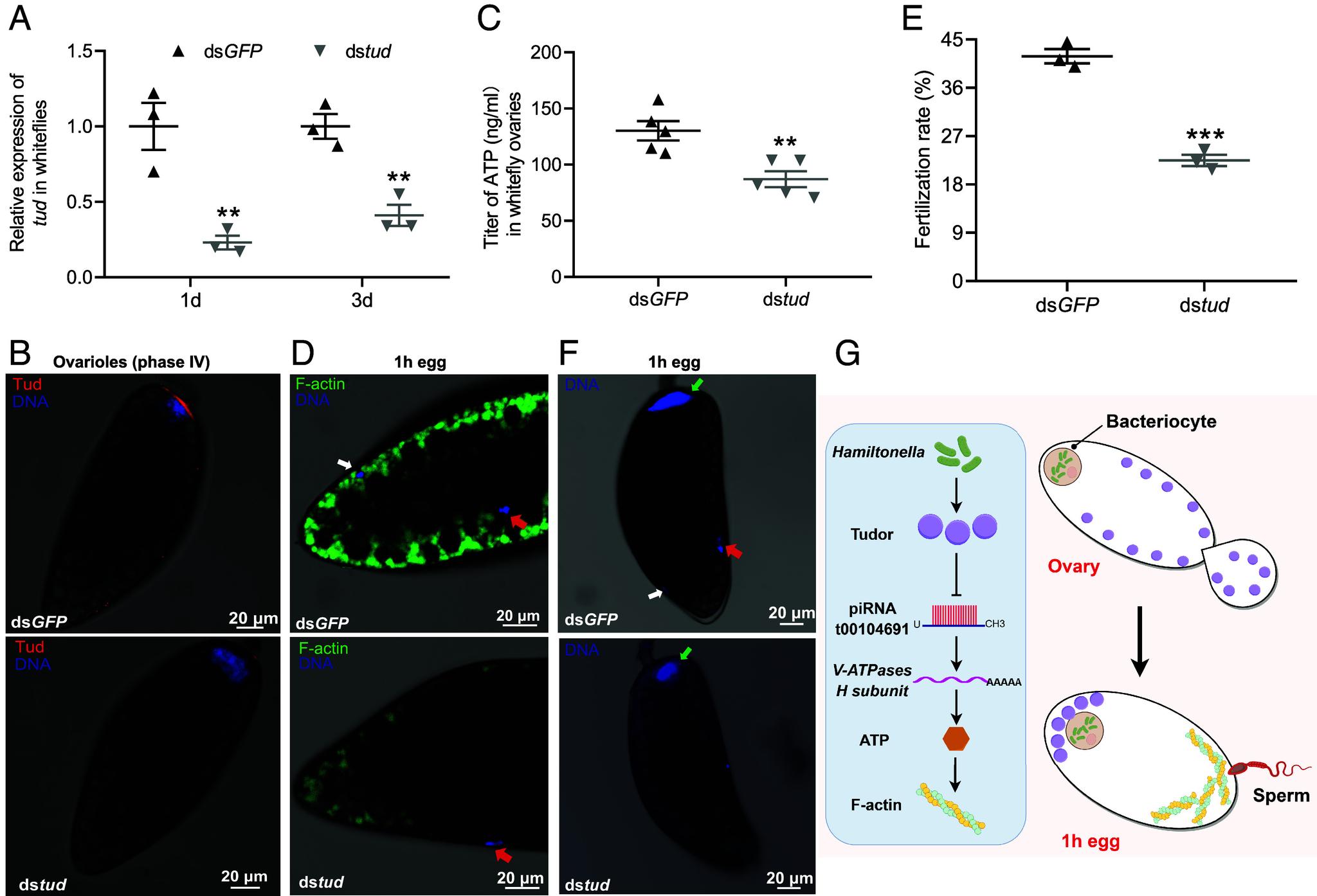 https://cdn.ncbi.nlm.nih.gov/pmc/blobs/09da/12184435/2882dcaa3449/pnas.2427053122fig06.jpg