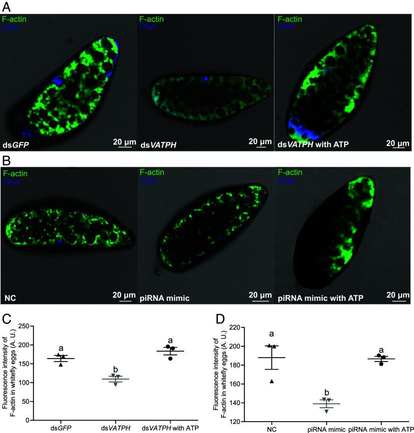 https://cdn.ncbi.nlm.nih.gov/pmc/blobs/09da/12184435/6234621638cc/pnas.2427053122fig04.jpg