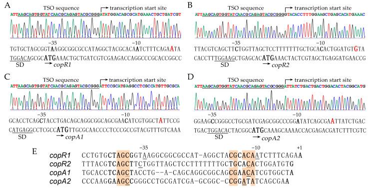 https://cdn.ncbi.nlm.nih.gov/pmc/blobs/09da/12428095/2eea16f069f1/ijms-26-08172-g006.jpg