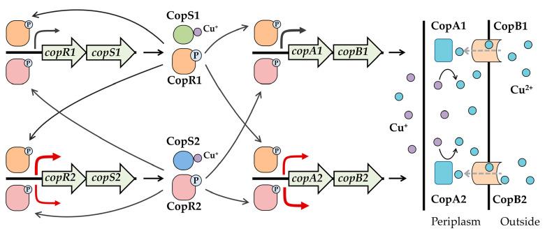 https://cdn.ncbi.nlm.nih.gov/pmc/blobs/09da/12428095/ecd456de89ea/ijms-26-08172-g008.jpg