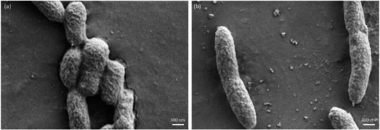 https://cdn.ncbi.nlm.nih.gov/pmc/blobs/09de/10912049/2867ce81c73d/gr3.jpg