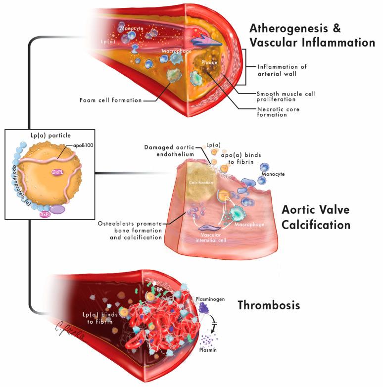 https://cdn.ncbi.nlm.nih.gov/pmc/blobs/09de/9604626/51d4b2c030af/jcm-11-06040-g001.jpg