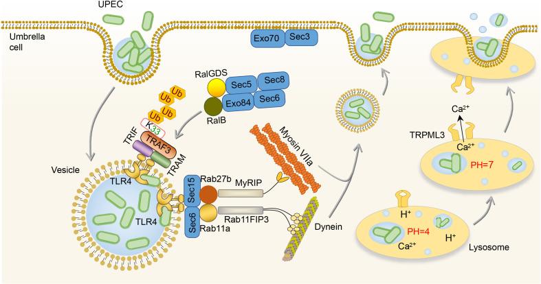 https://cdn.ncbi.nlm.nih.gov/pmc/blobs/09df/9445553/8d964f497587/fimmu-13-953354-g002.jpg