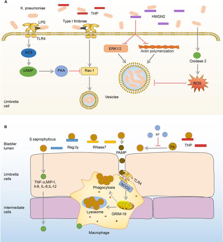 https://cdn.ncbi.nlm.nih.gov/pmc/blobs/09df/9445553/e580f2ad37b9/fimmu-13-953354-g004.jpg