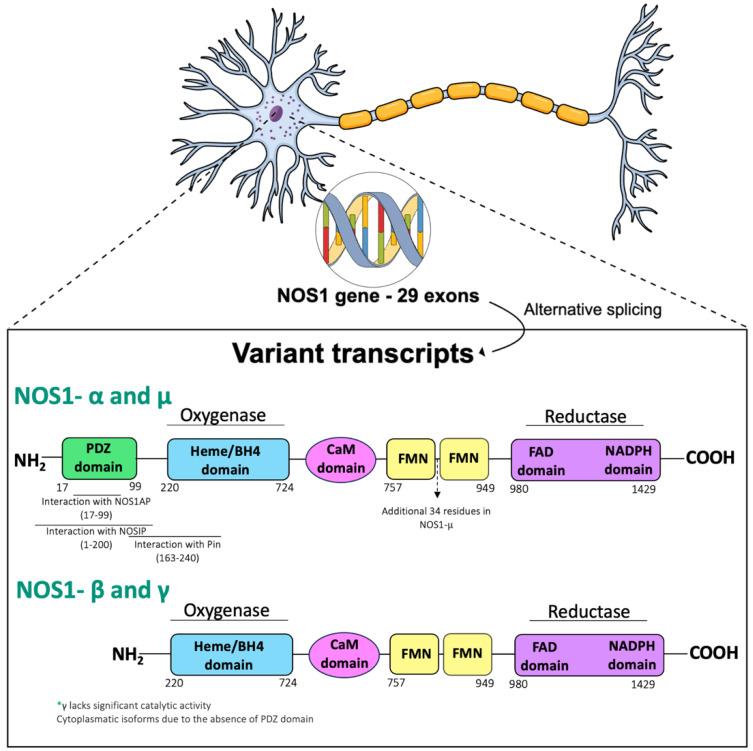 https://cdn.ncbi.nlm.nih.gov/pmc/blobs/09e0/10779493/6333c0fcca56/molecules-29-00089-g002.jpg