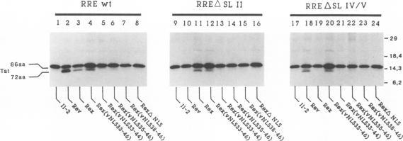 https://cdn.ncbi.nlm.nih.gov/pmc/blobs/09e2/250826/49894ab4907b/jvirol00055-0689-a.jpg
