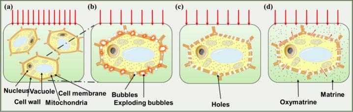https://cdn.ncbi.nlm.nih.gov/pmc/blobs/09e3/11411678/3db7b9293d95/ao4c05003_0004.jpg