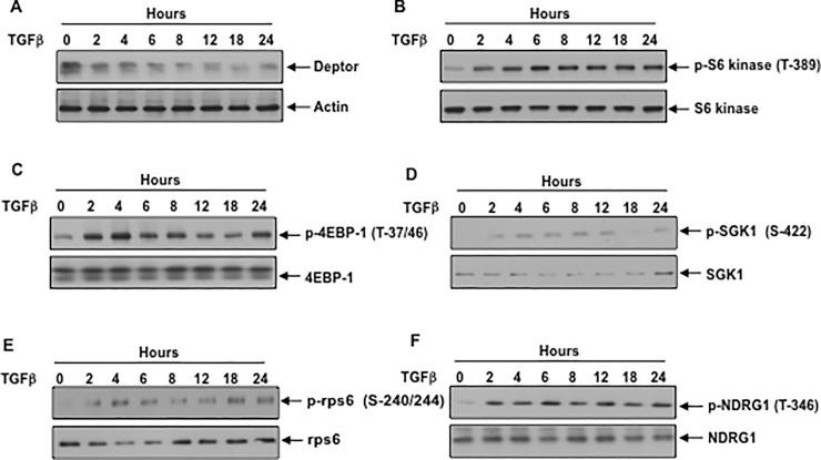 https://cdn.ncbi.nlm.nih.gov/pmc/blobs/09e3/6239304/43d1fcec3987/pone.0207285.g001.jpg