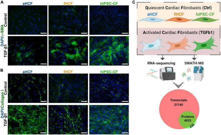 https://cdn.ncbi.nlm.nih.gov/pmc/blobs/09e3/9751336/0f5050021344/fcvm-09-1015473-g001.jpg