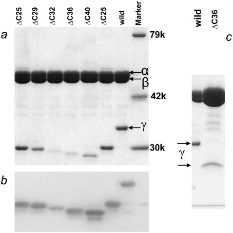 https://cdn.ncbi.nlm.nih.gov/pmc/blobs/09e5/2576389/43ed9ab0230e/BIO.140061.gs.f2.jpg