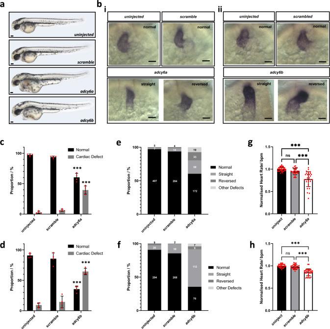 https://cdn.ncbi.nlm.nih.gov/pmc/blobs/09e7/11522069/bf8c2872fea4/439_2024_2703_Fig5_HTML.jpg