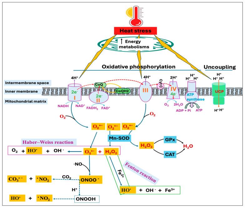 https://cdn.ncbi.nlm.nih.gov/pmc/blobs/09e9/12023971/03fe86a7aec4/antioxidants-14-00471-g002.jpg
