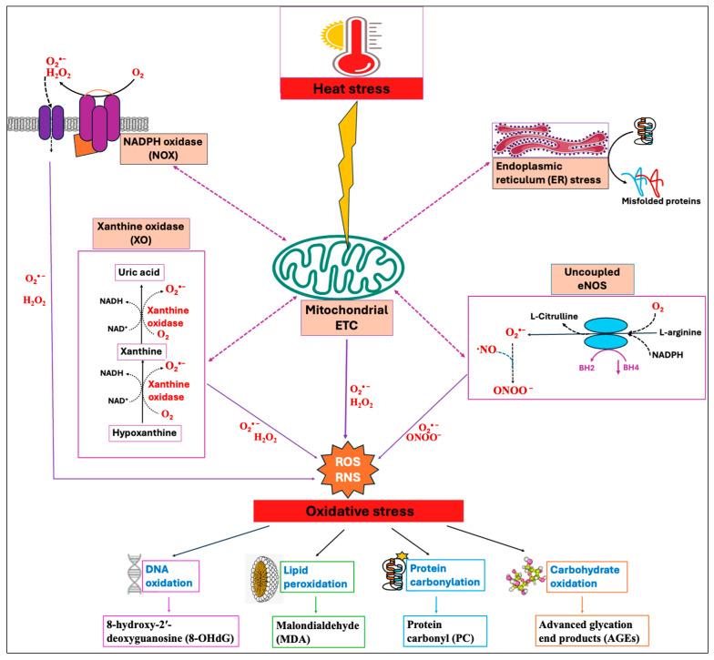 https://cdn.ncbi.nlm.nih.gov/pmc/blobs/09e9/12023971/1c6a69993f0d/antioxidants-14-00471-g001.jpg