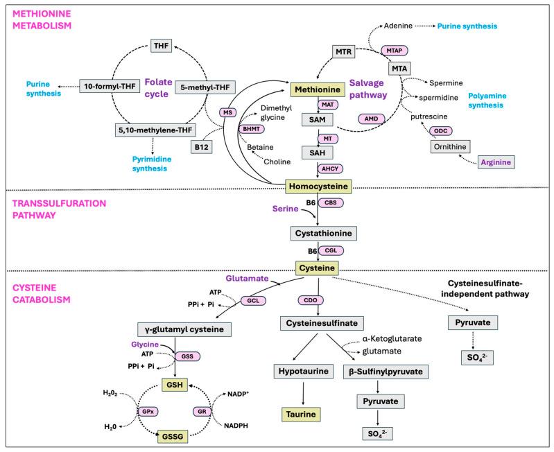 https://cdn.ncbi.nlm.nih.gov/pmc/blobs/09e9/12023971/1d9fb34cf679/antioxidants-14-00471-g010.jpg