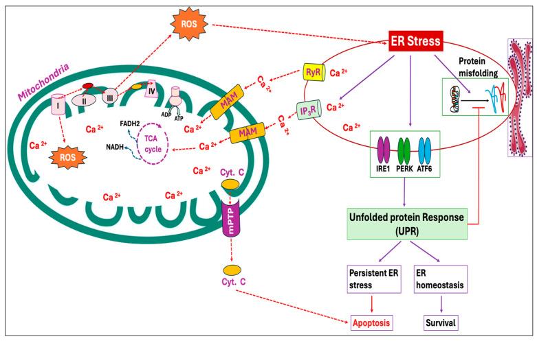 https://cdn.ncbi.nlm.nih.gov/pmc/blobs/09e9/12023971/49b80216d6d9/antioxidants-14-00471-g003.jpg