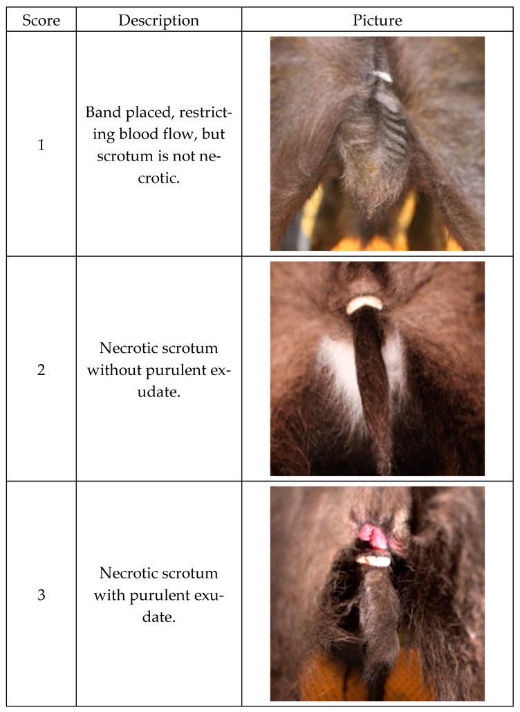 https://cdn.ncbi.nlm.nih.gov/pmc/blobs/09ea/11851699/bd99c3c3e61c/animals-15-00538-g001a.jpg