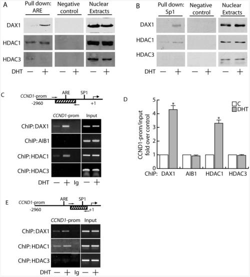 https://cdn.ncbi.nlm.nih.gov/pmc/blobs/09ec/2938215/e91740cf6e33/gkq278f8.jpg